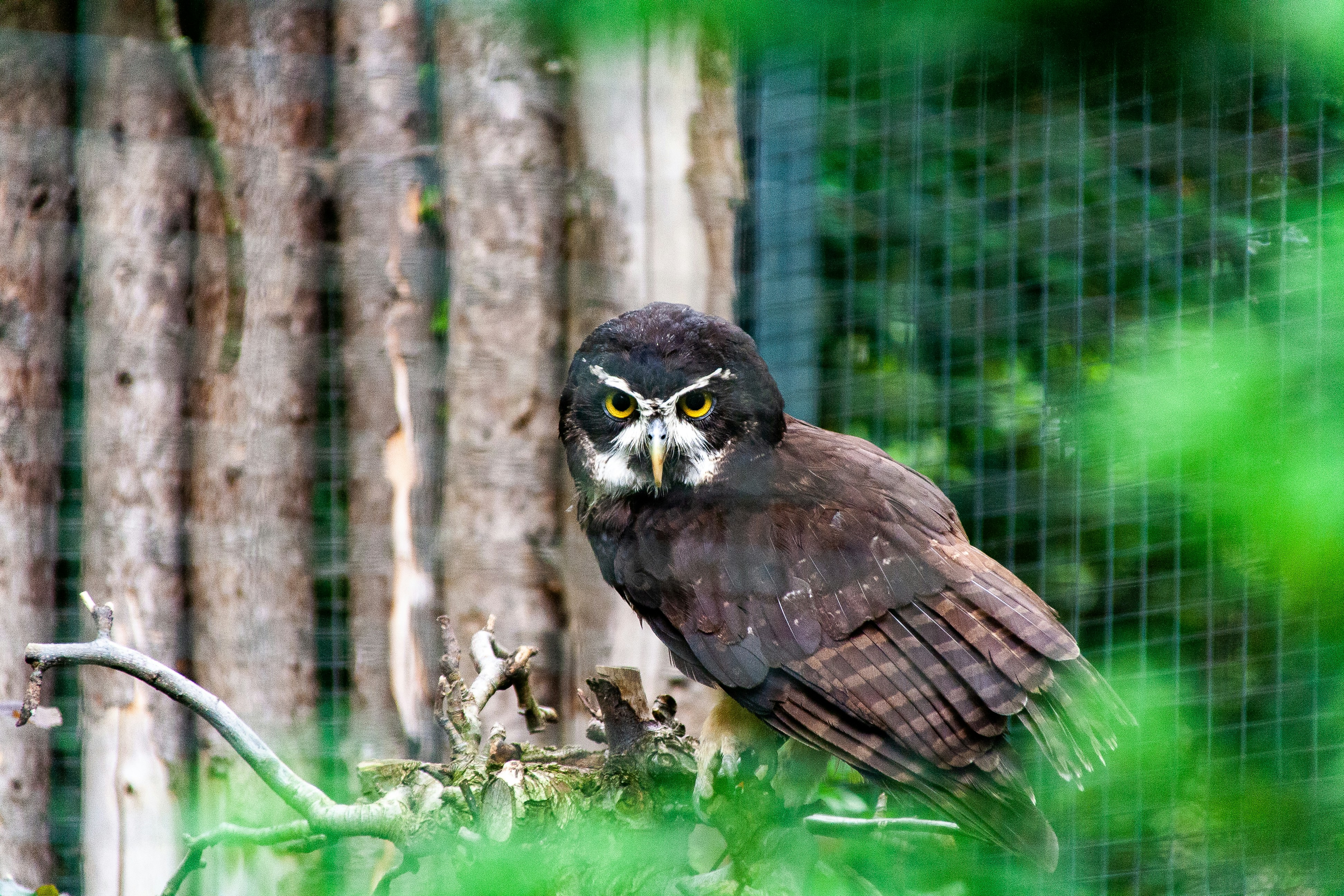 An owl at the Zoo, watching at the camera. A high quality photo of the owl. Carefully captured in Dortmund, Germany.