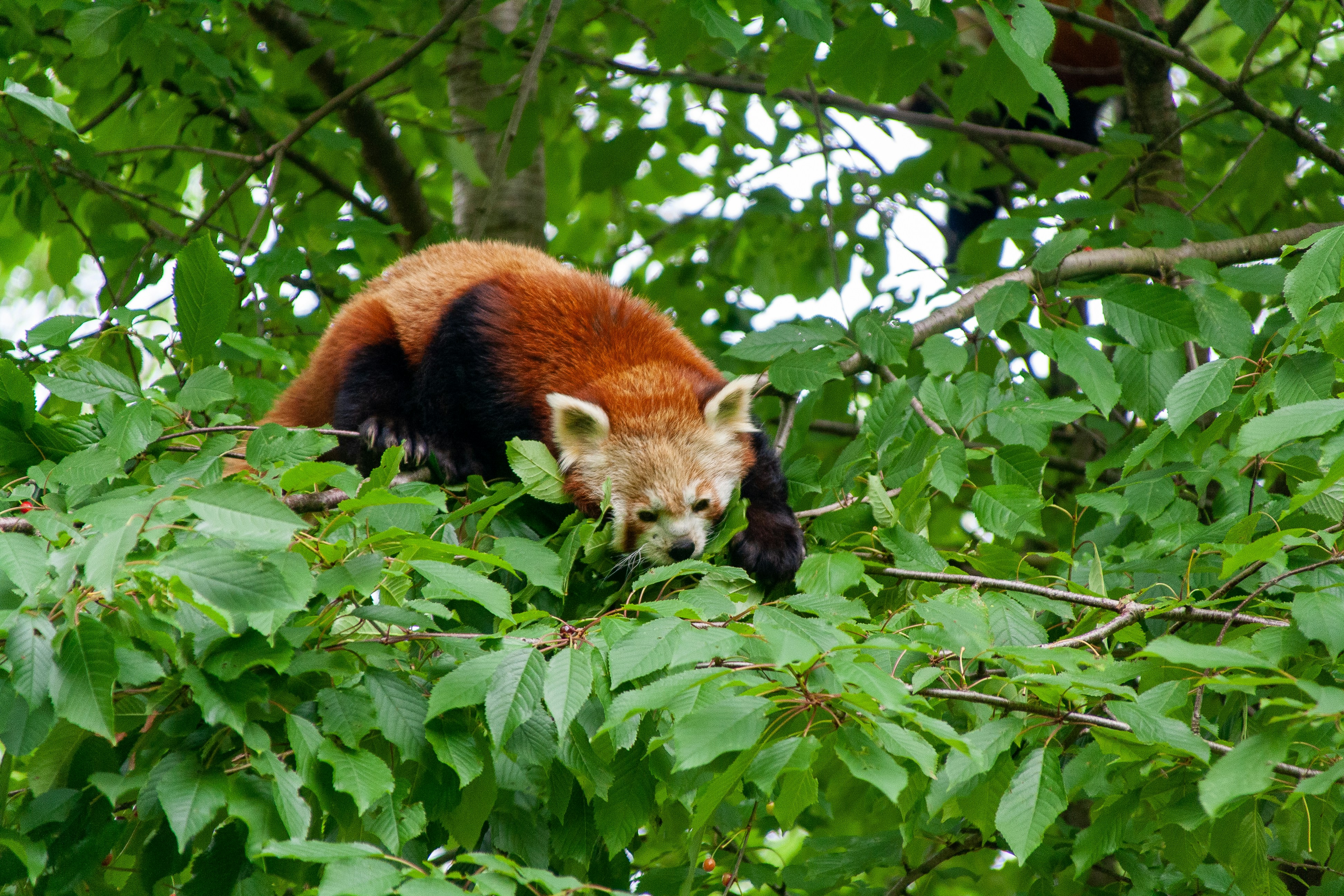 A cute small / lesser panda or red panda at the Zoo. The panda is climbing carefully at the top of the tree.