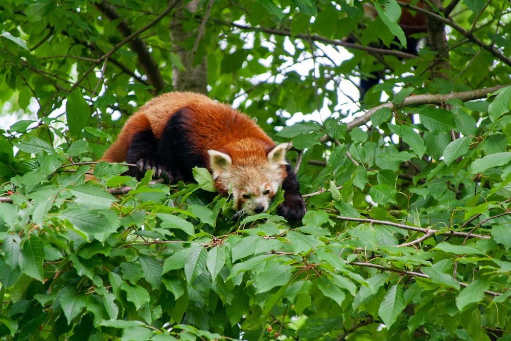 red panda on green leaves during daytime