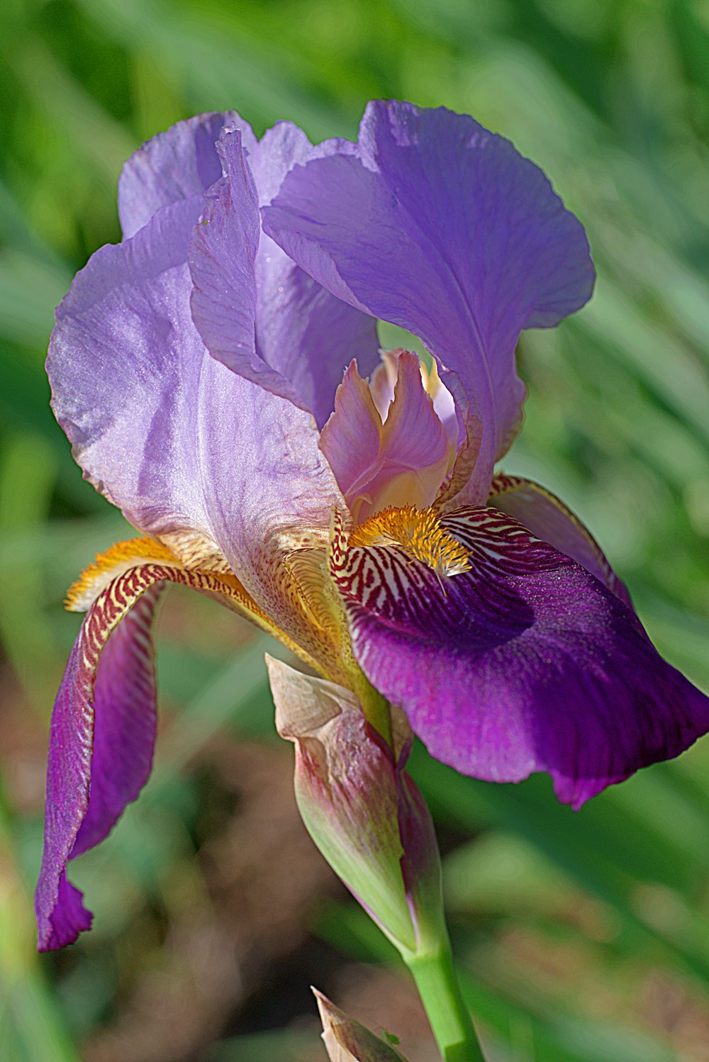 fleur violette dans une lentille à bascule