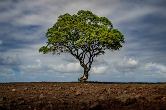 green tree on brown field under white clouds and blue sky during daytime