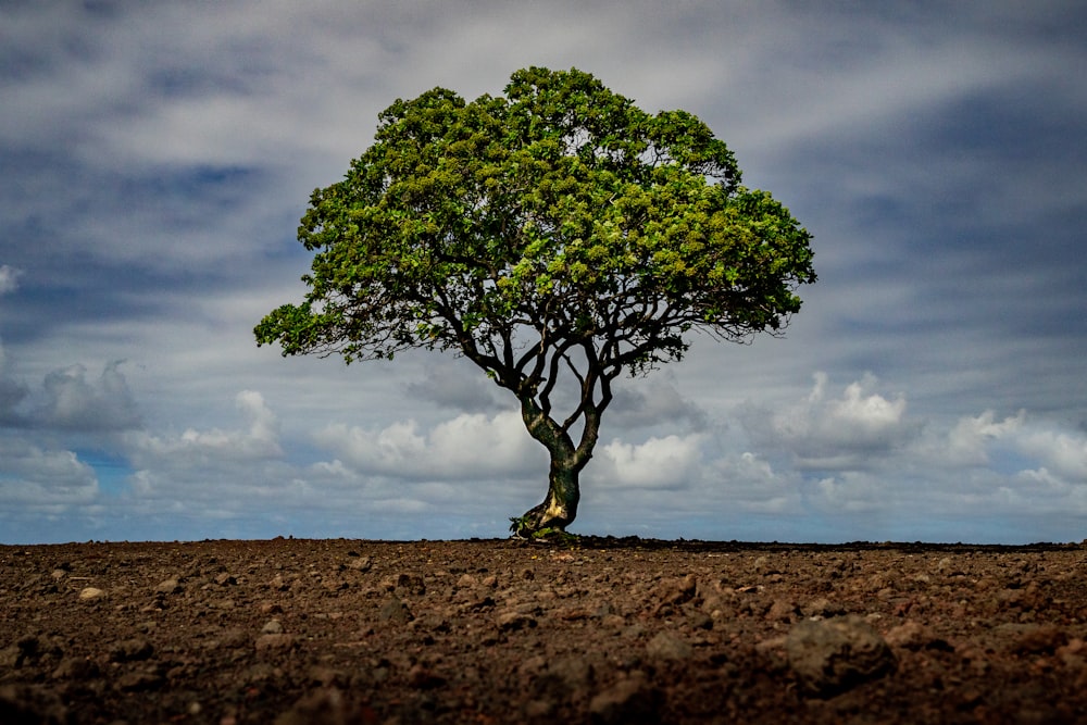 green tree on brown field under white clouds and blue sky during daytime