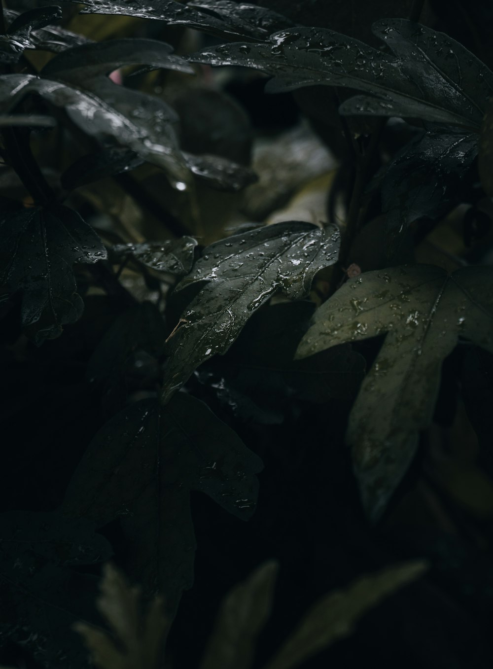 water droplets on green leaves