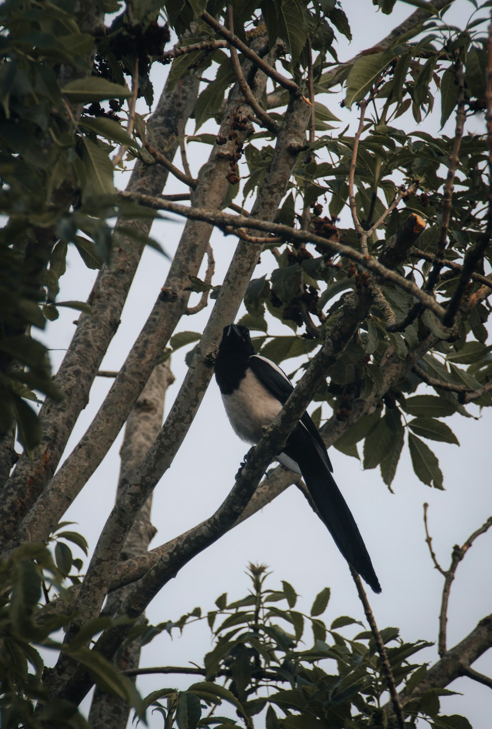 black and white bird on tree branch during daytime