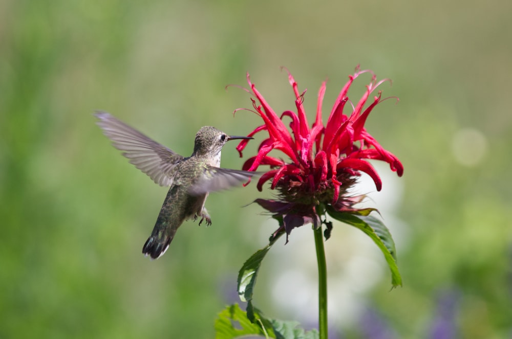 brown and white humming bird flying near red flowers