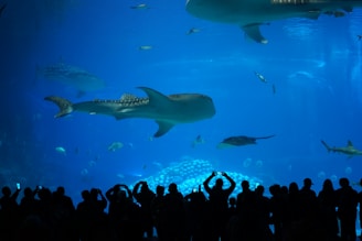 A large aquarium containing various sea creatures including a whale shark, different fish species, and rays. The silhouettes of a crowd of people are visible at the bottom edge, some holding up cameras or phones to capture the view. The scene is illuminated by the blue water, creating a serene underwater atmosphere.