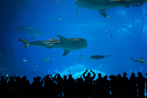 A large aquarium containing various sea creatures including a whale shark, different fish species, and rays. The silhouettes of a crowd of people are visible at the bottom edge, some holding up cameras or phones to capture the view. The scene is illuminated by the blue water, creating a serene underwater atmosphere.