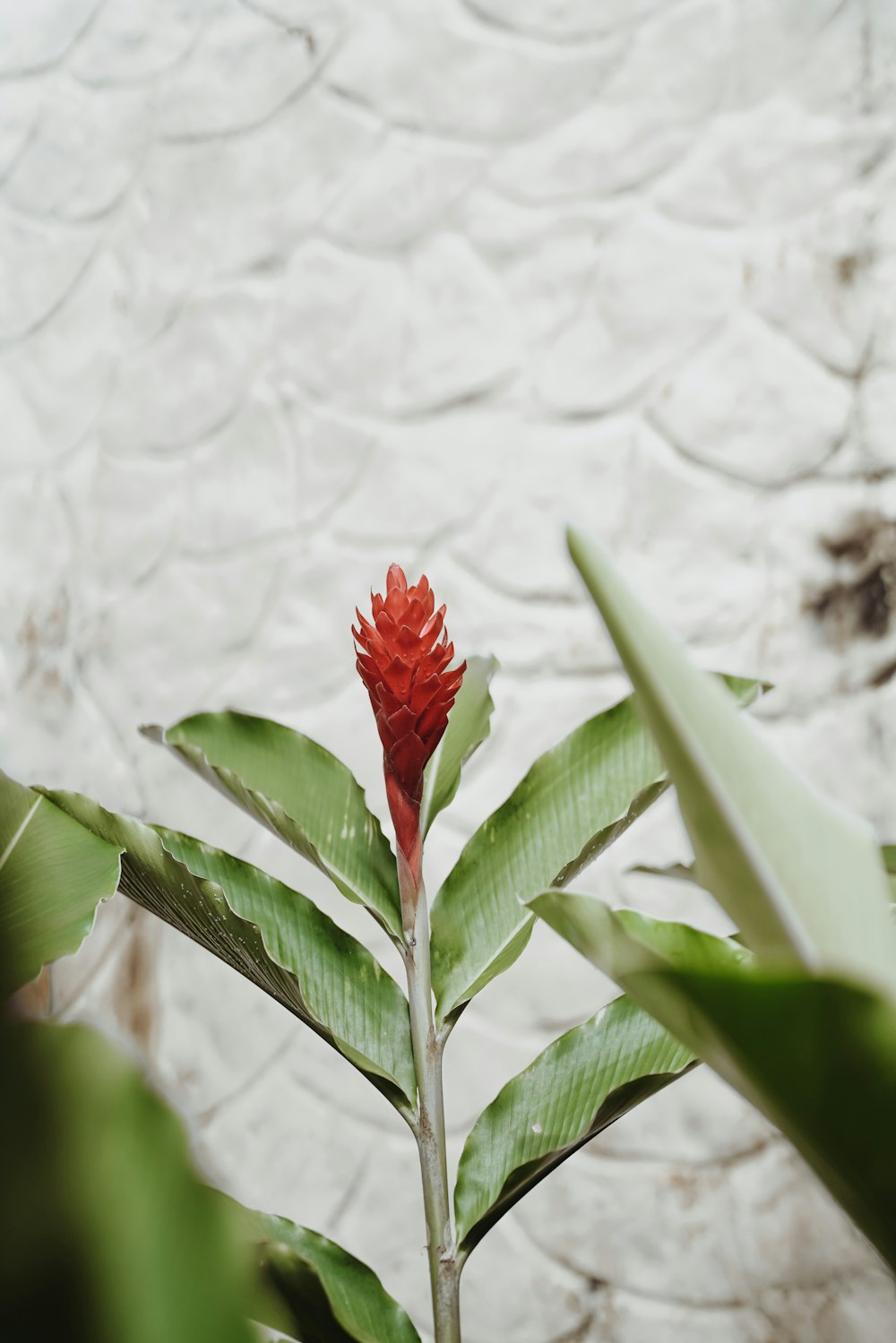 flor roja en hojas verdes