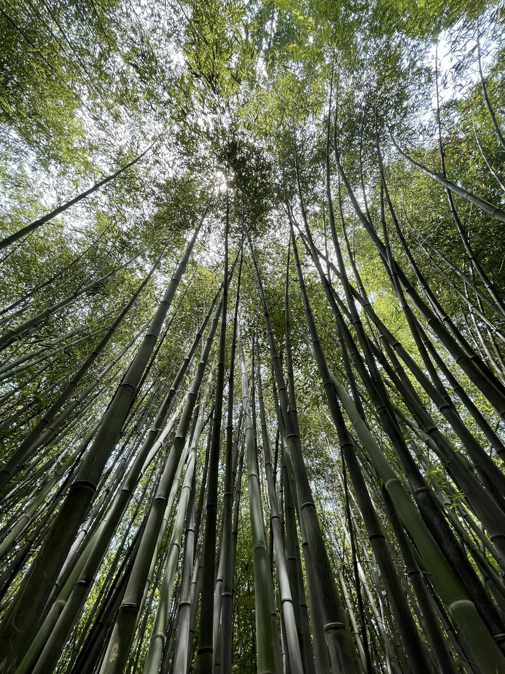 low angle photography of green trees during daytime