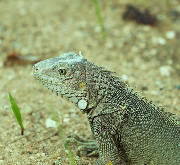 Aruba, iguana