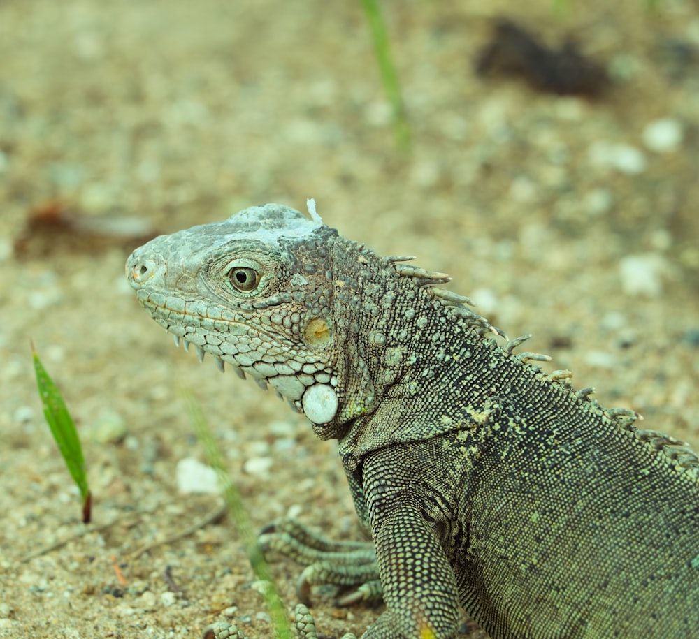 green and brown bearded dragon on brown soil during daytime