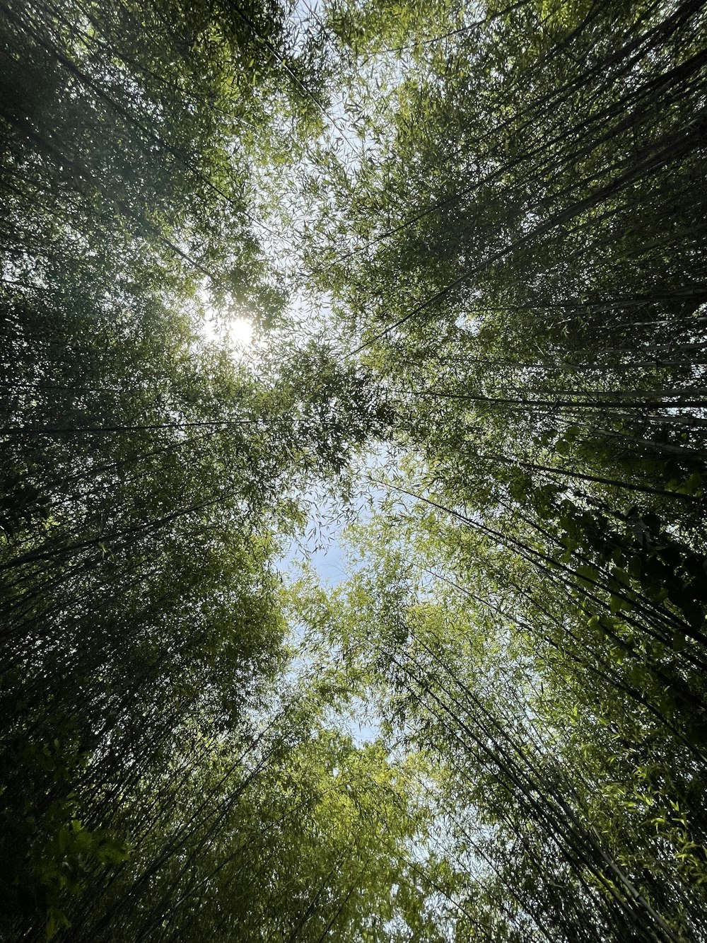 worms eye view of green trees during daytime