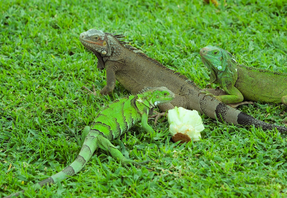 brown and green iguana on green grass
