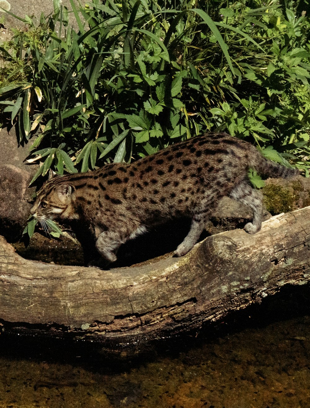 leopardo en tronco de árbol marrón