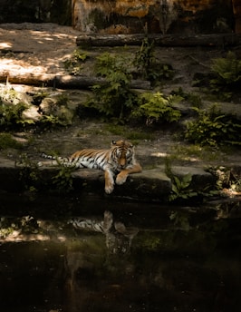 tiger on water near rocks