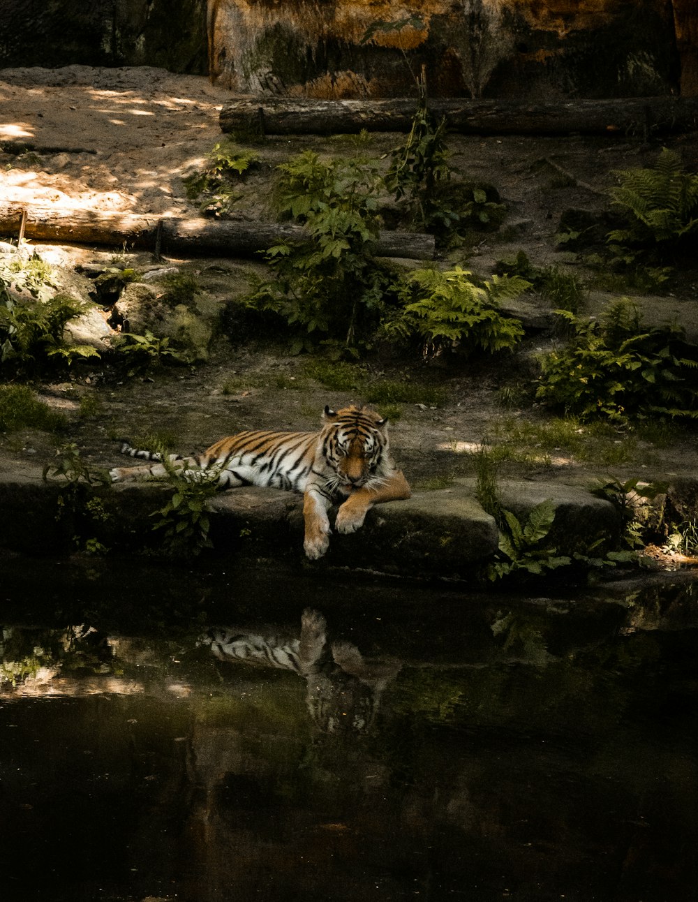 tiger on water near rocks