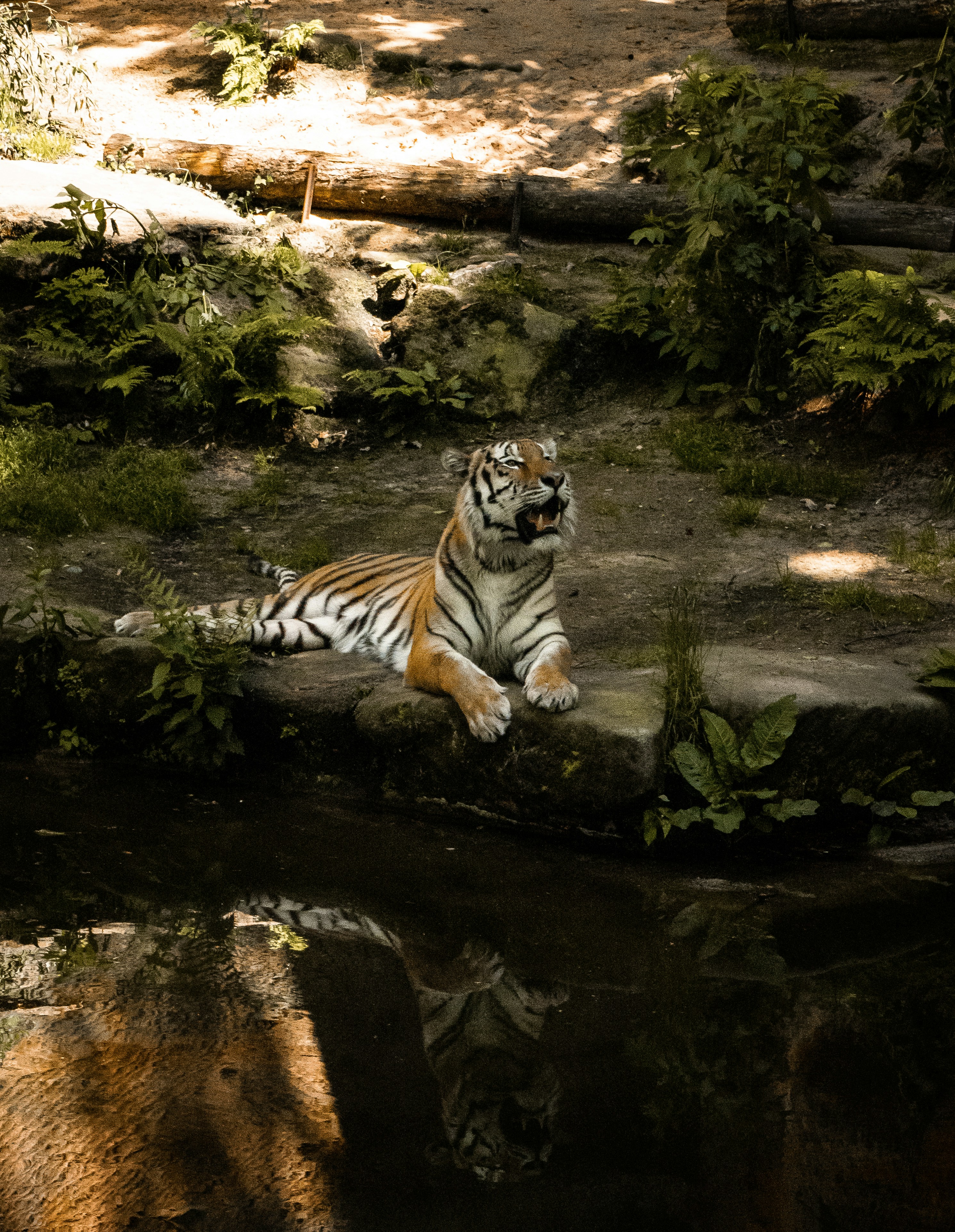 Tigre sur l’eau pendant la journée