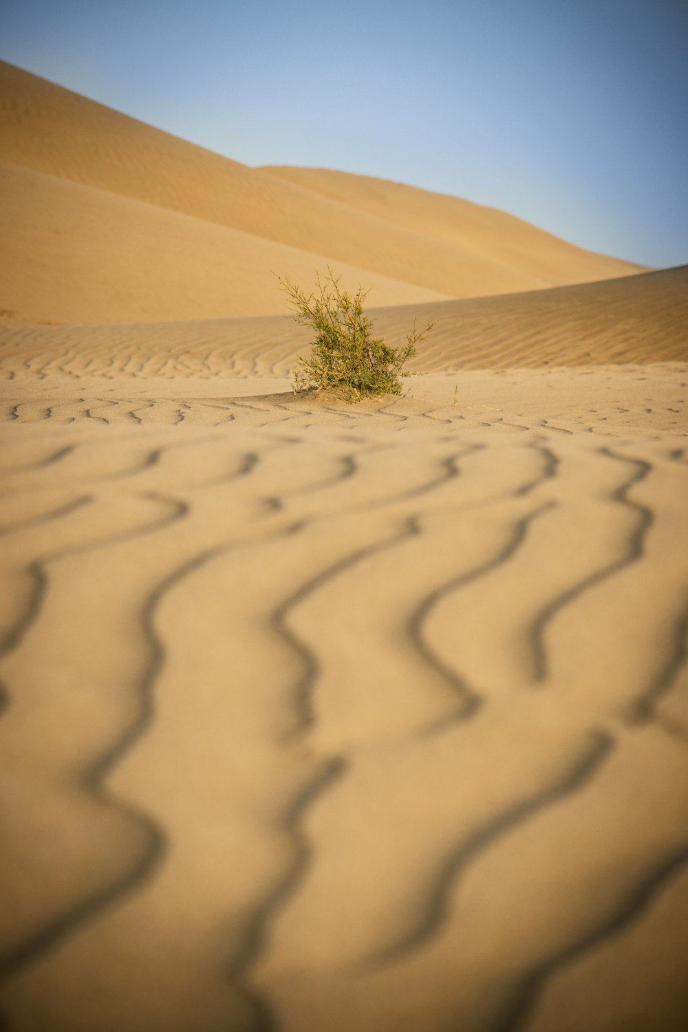 Grüne Pflanze auf weißem Sand