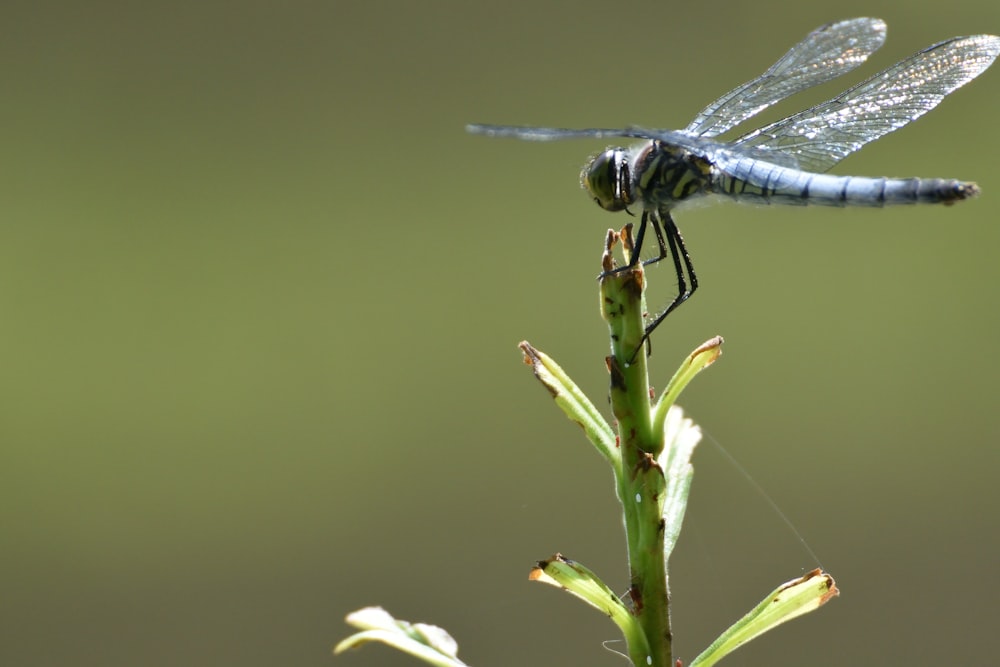 libellule bleue et noire perchée sur l’herbe verte pendant la journée