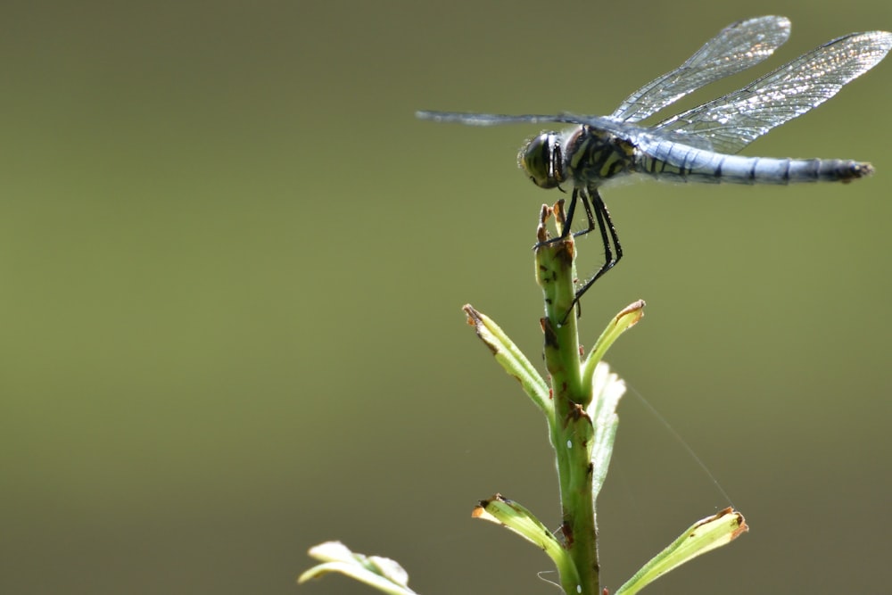 blue and black dragonfly perched on green grass during daytime