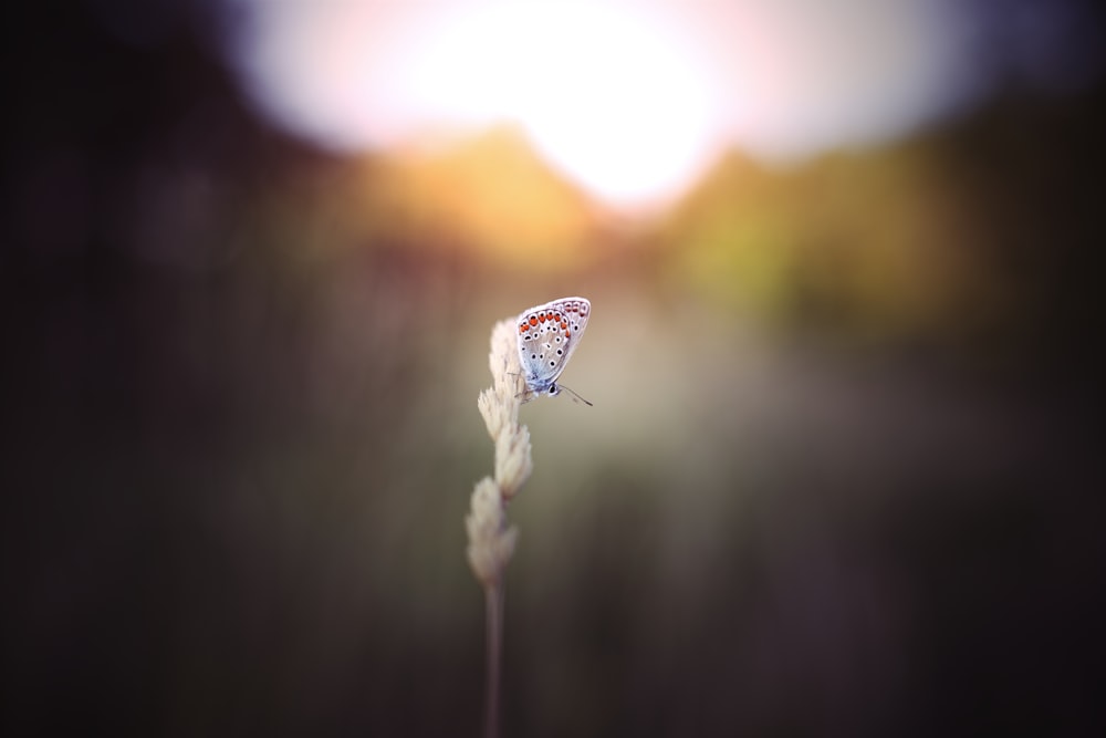 mariposa azul y blanca posada en flor blanca en fotografía de primer plano durante el día