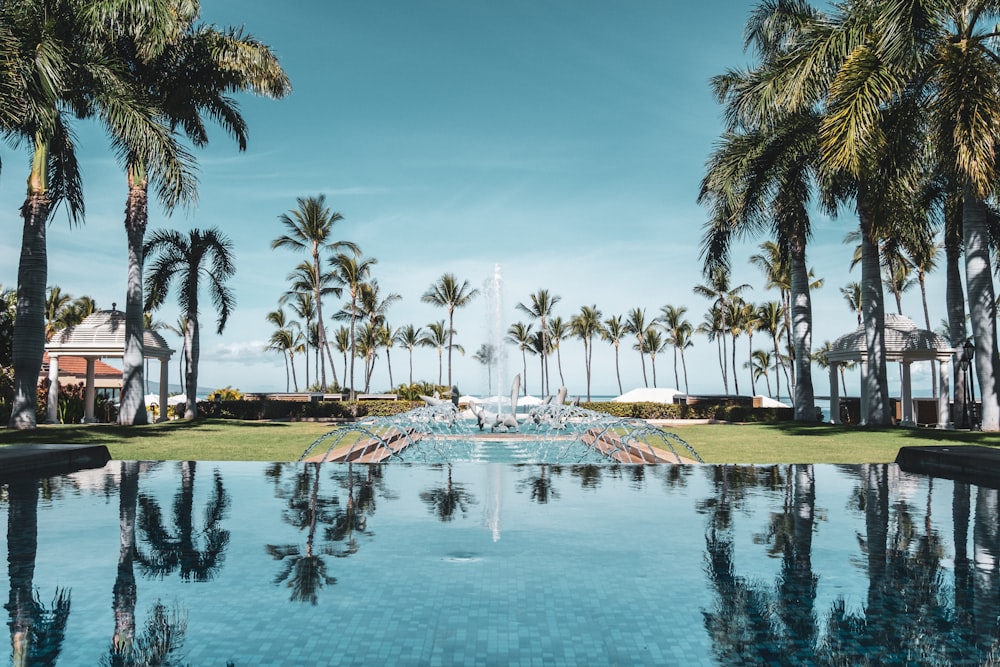 palm trees near swimming pool during daytime