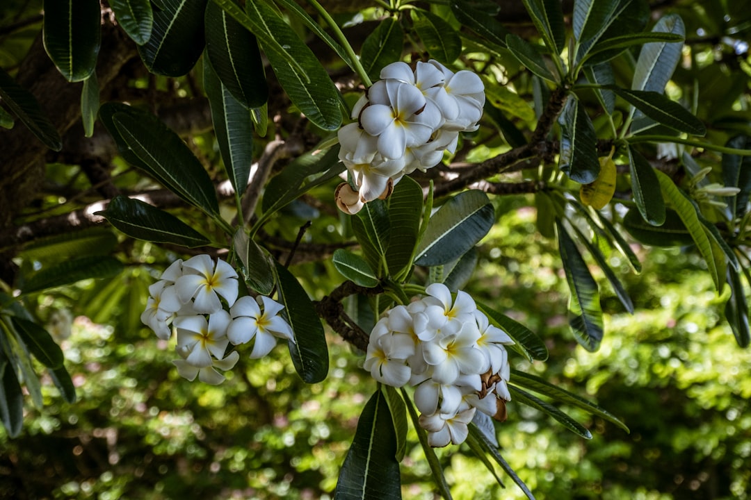 white flowers on brown tree branch