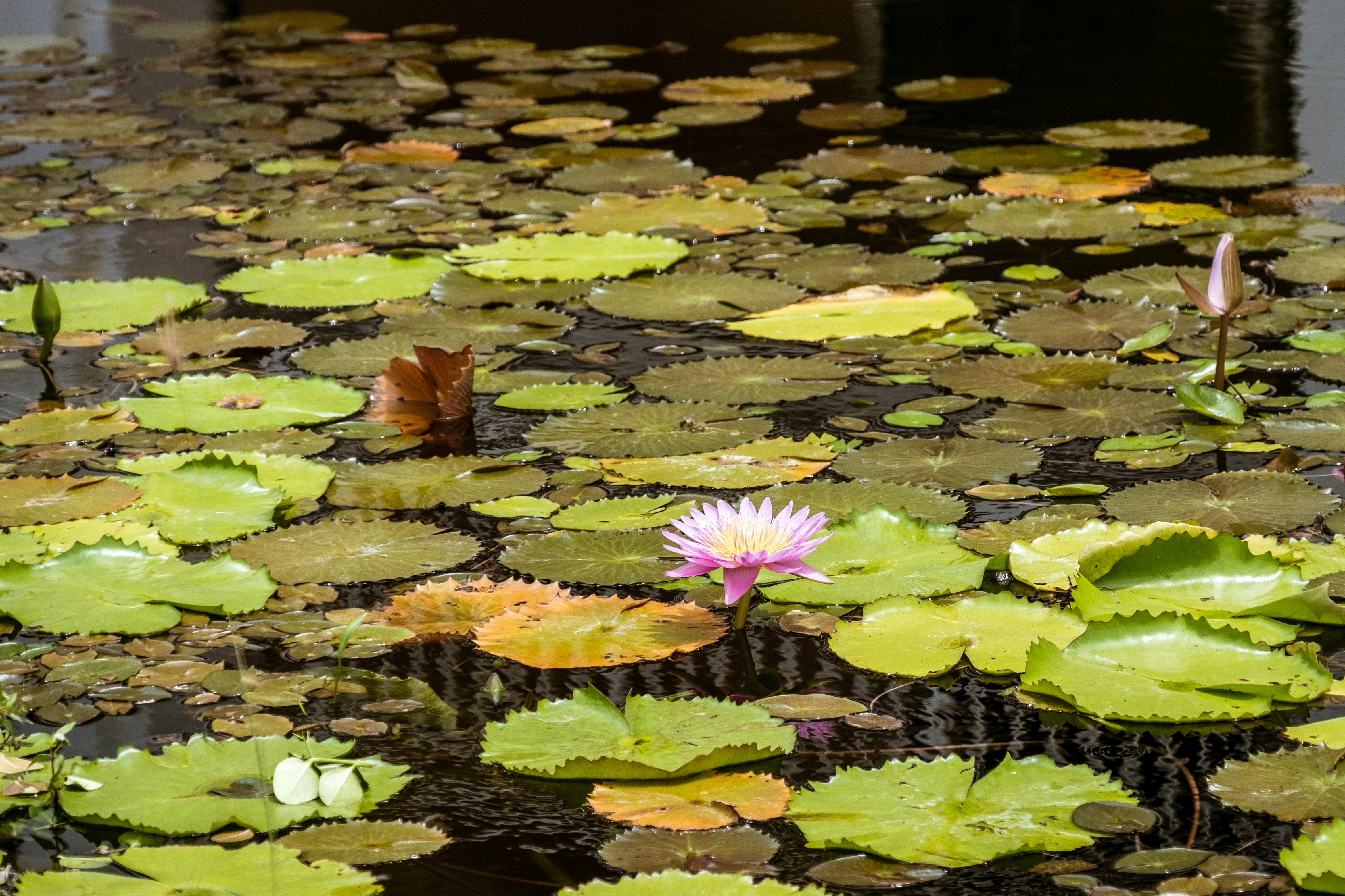 purple lotus flower on water