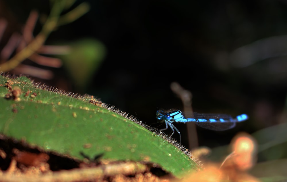 blue dragonfly on green leaf