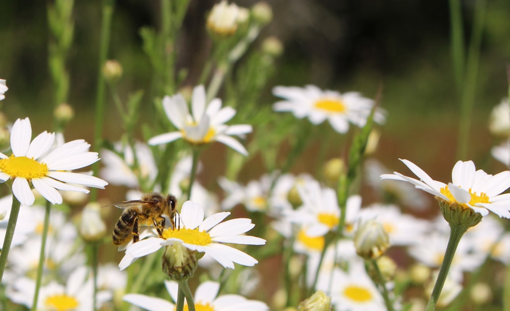 honeybee perched on white daisy flower in close up photography during daytime