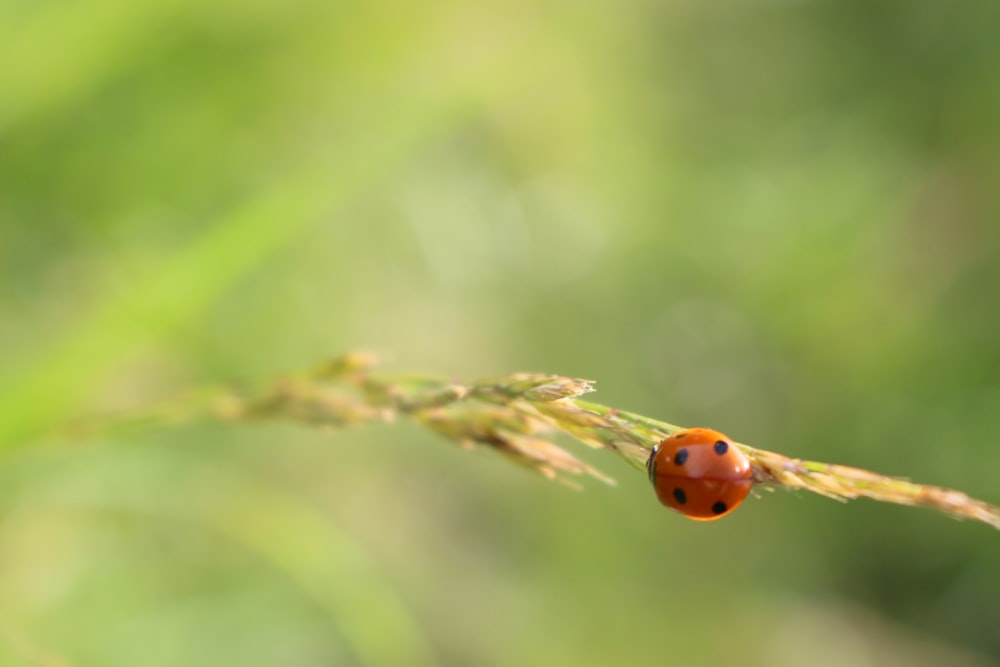 orange ladybug on green grass during daytime