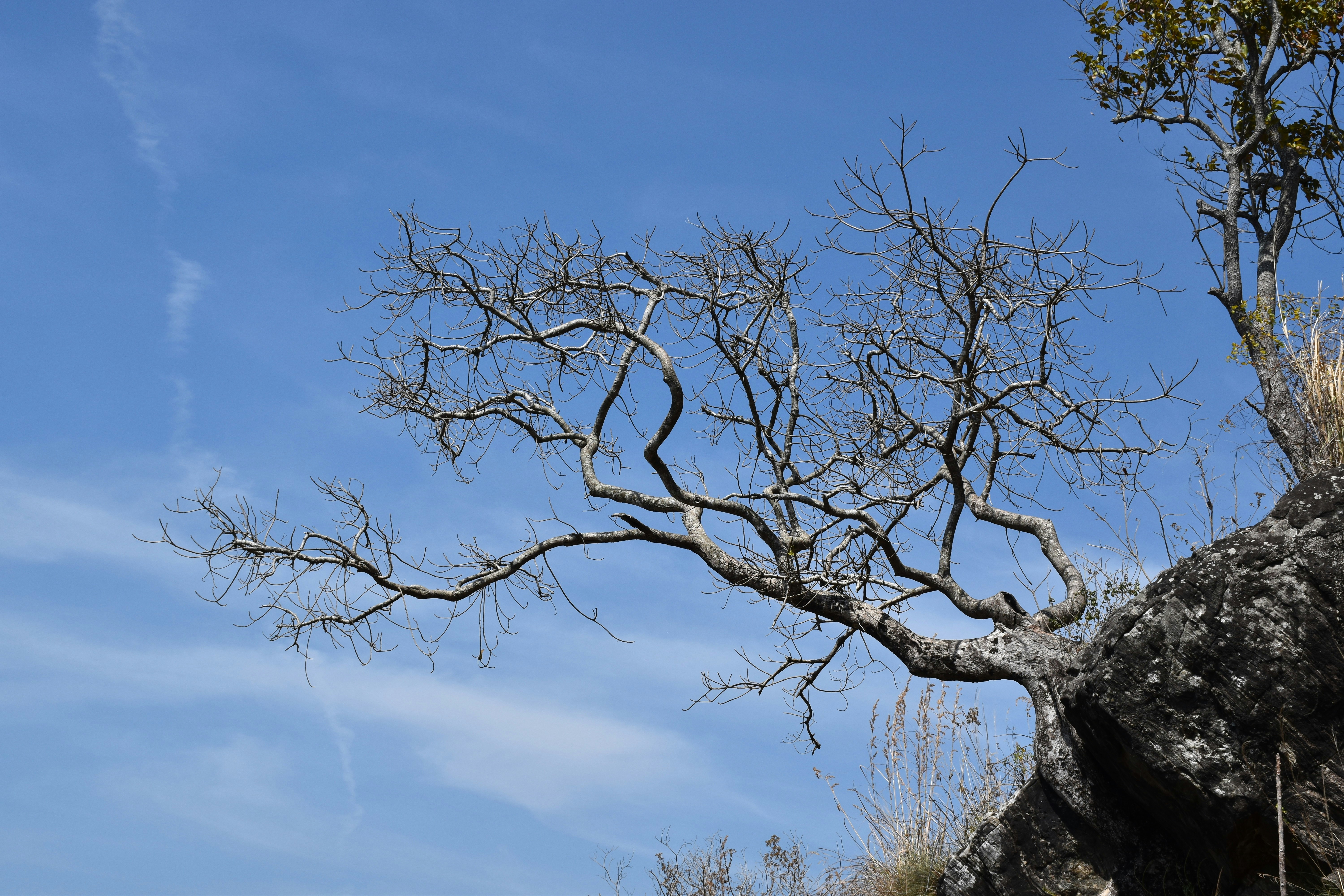 Photo by unflashbuddika