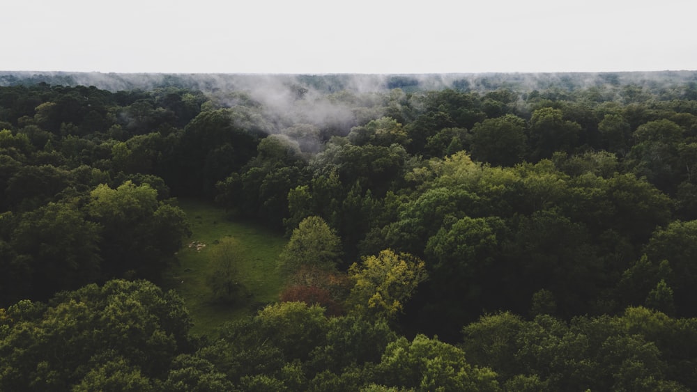 green trees under white sky during daytime