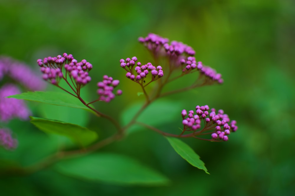 purple flowers in tilt shift lens