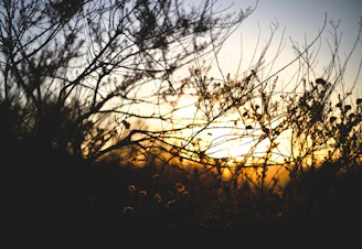 Sunset view over the garden with silhouetted plumeria branches.