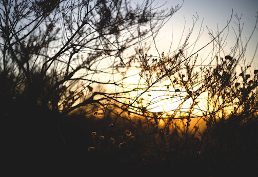 Sunset view over the garden with silhouetted plumeria branches.