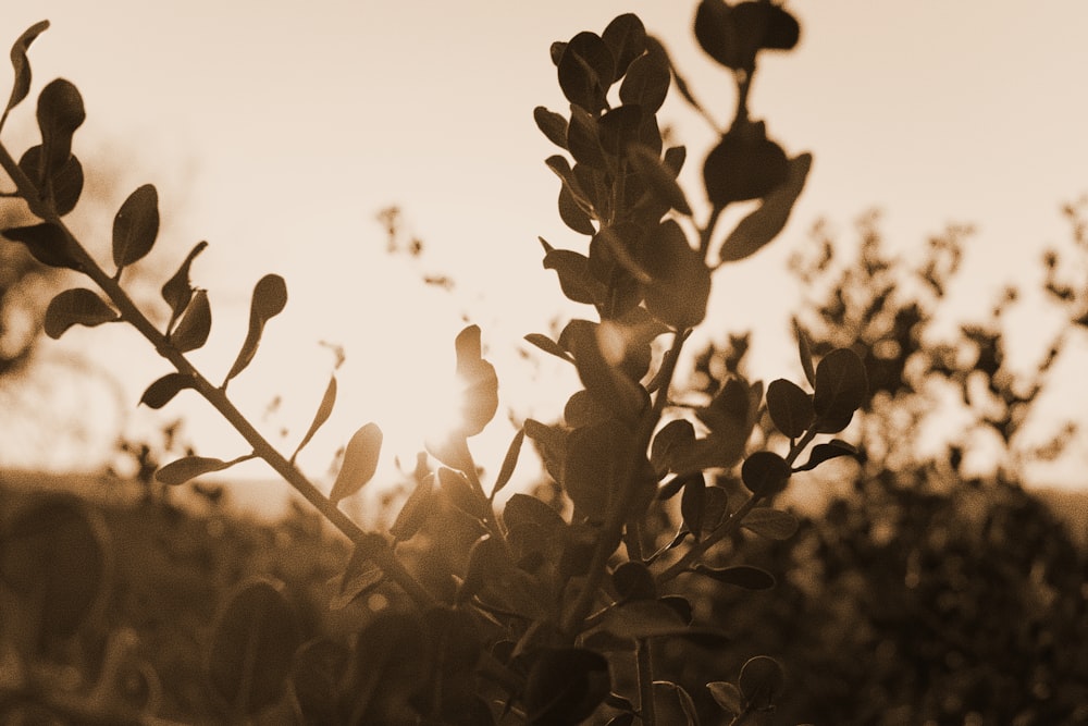 silhouette of flower during sunset