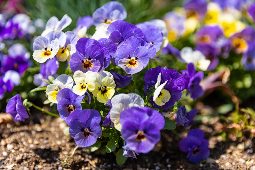 purple and white flowers in tilt shift lens