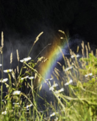 A soft-focus image of a tranquil nature scene reflecting inner peace.