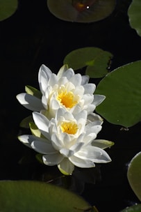 white lotus flower in bloom