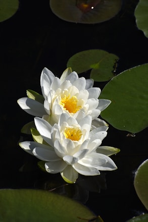 white lotus flower in bloom