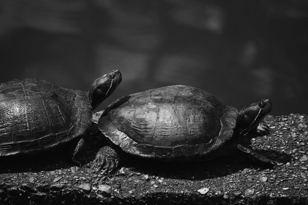 grayscale photo of turtle on tree branch