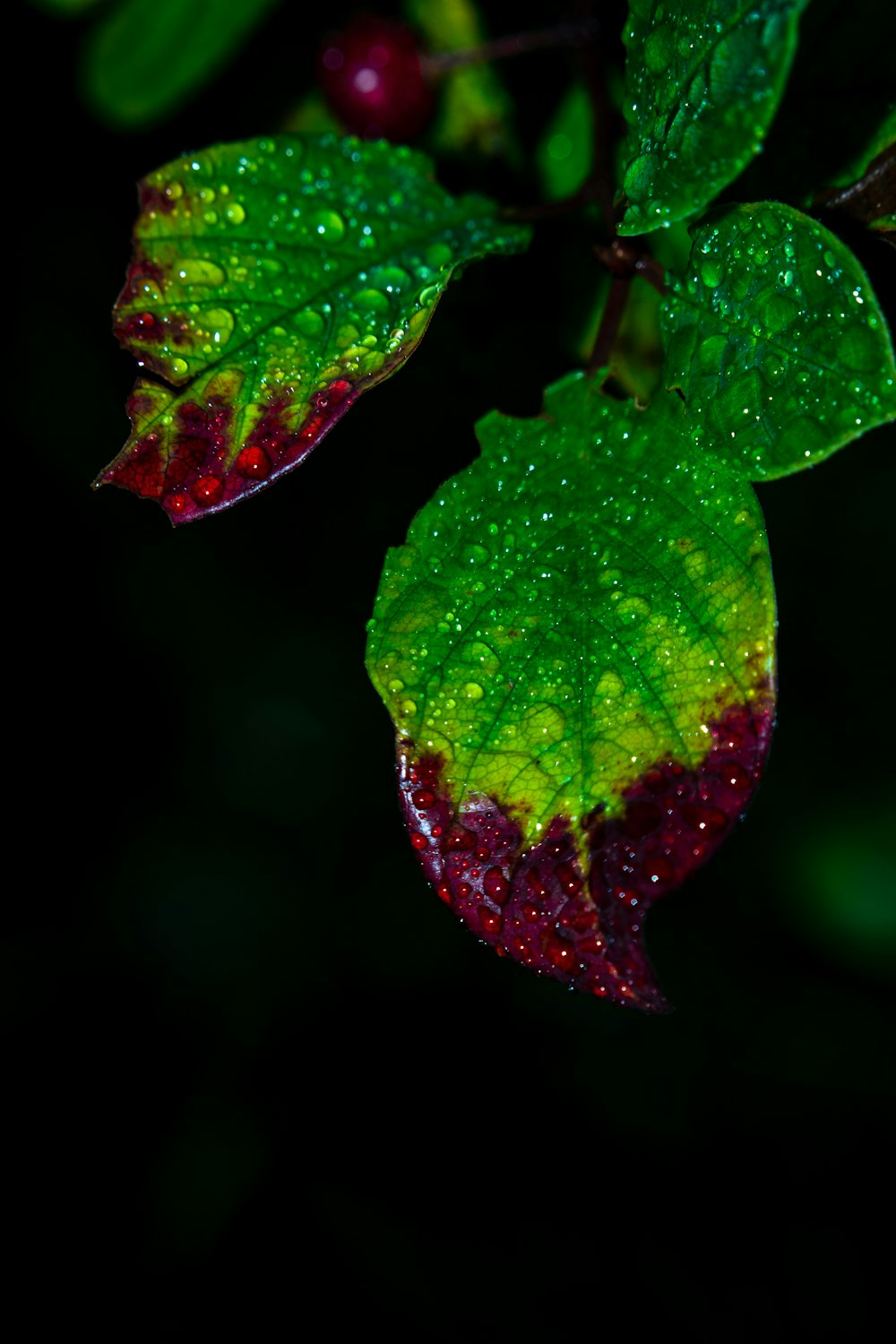 赤と緑のカエデの葉