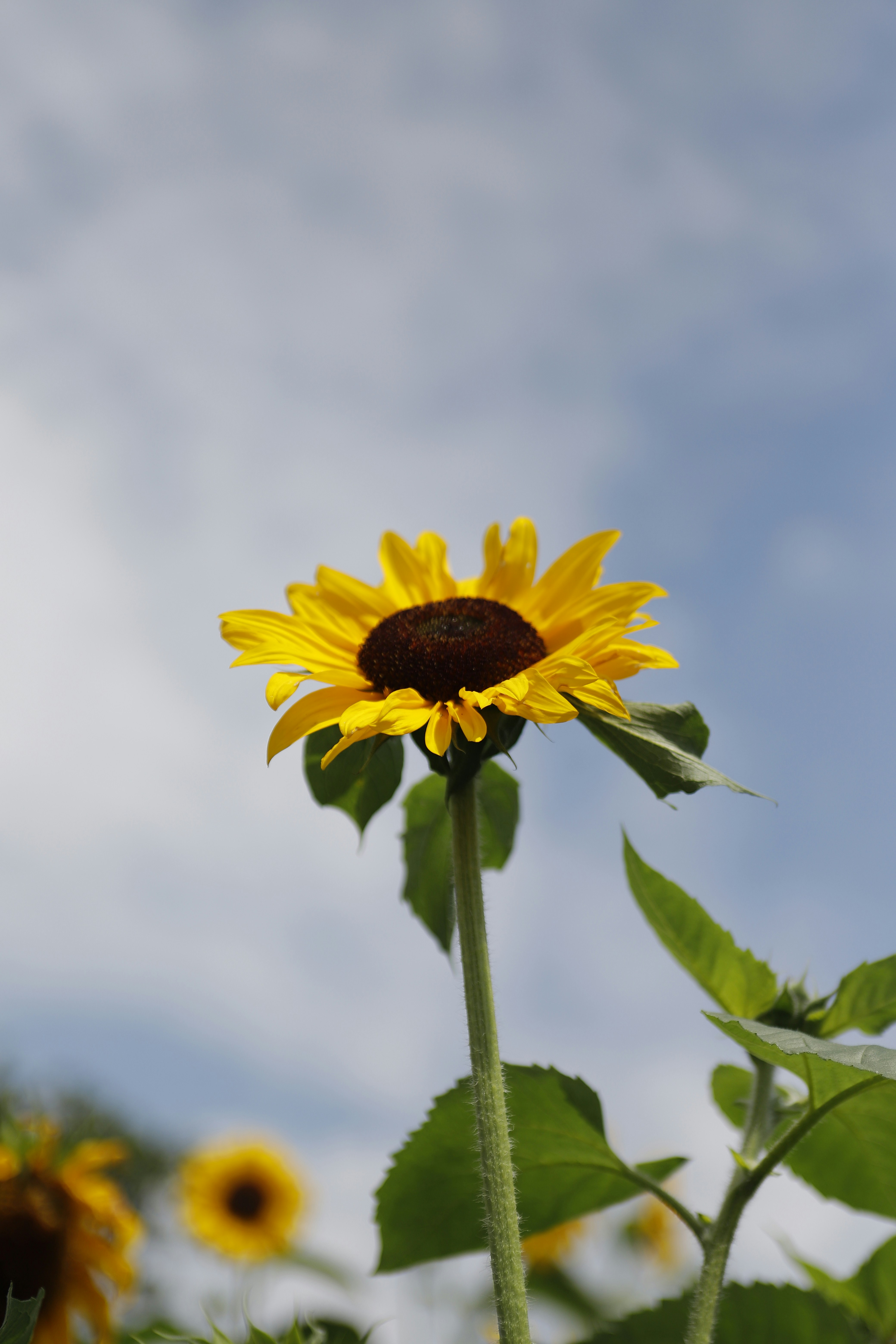 Photo by tiendat4393