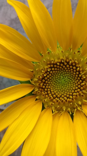 yellow sunflower in close up photography