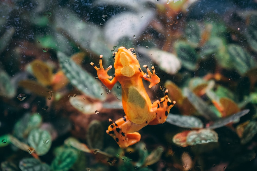 orange and black frog on green plant