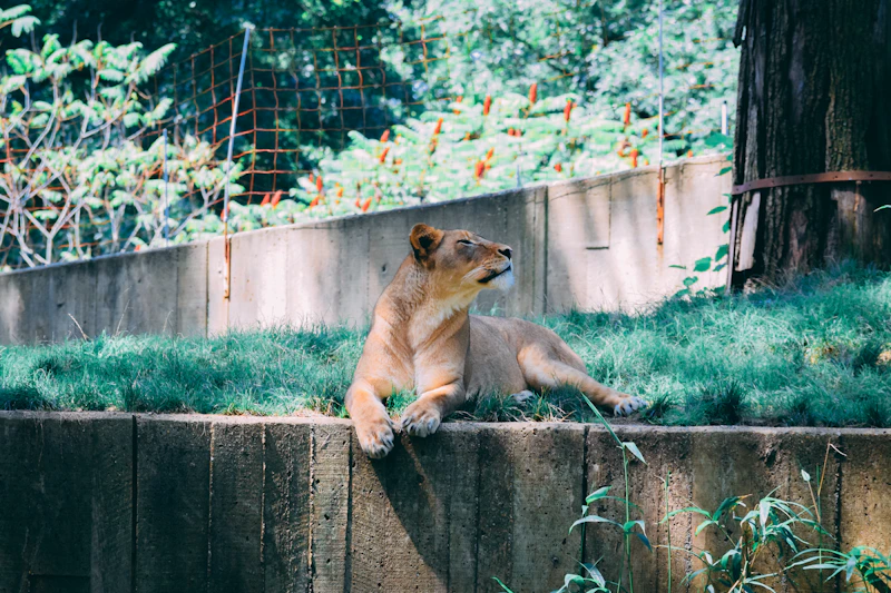 Leona descansando con elegancia