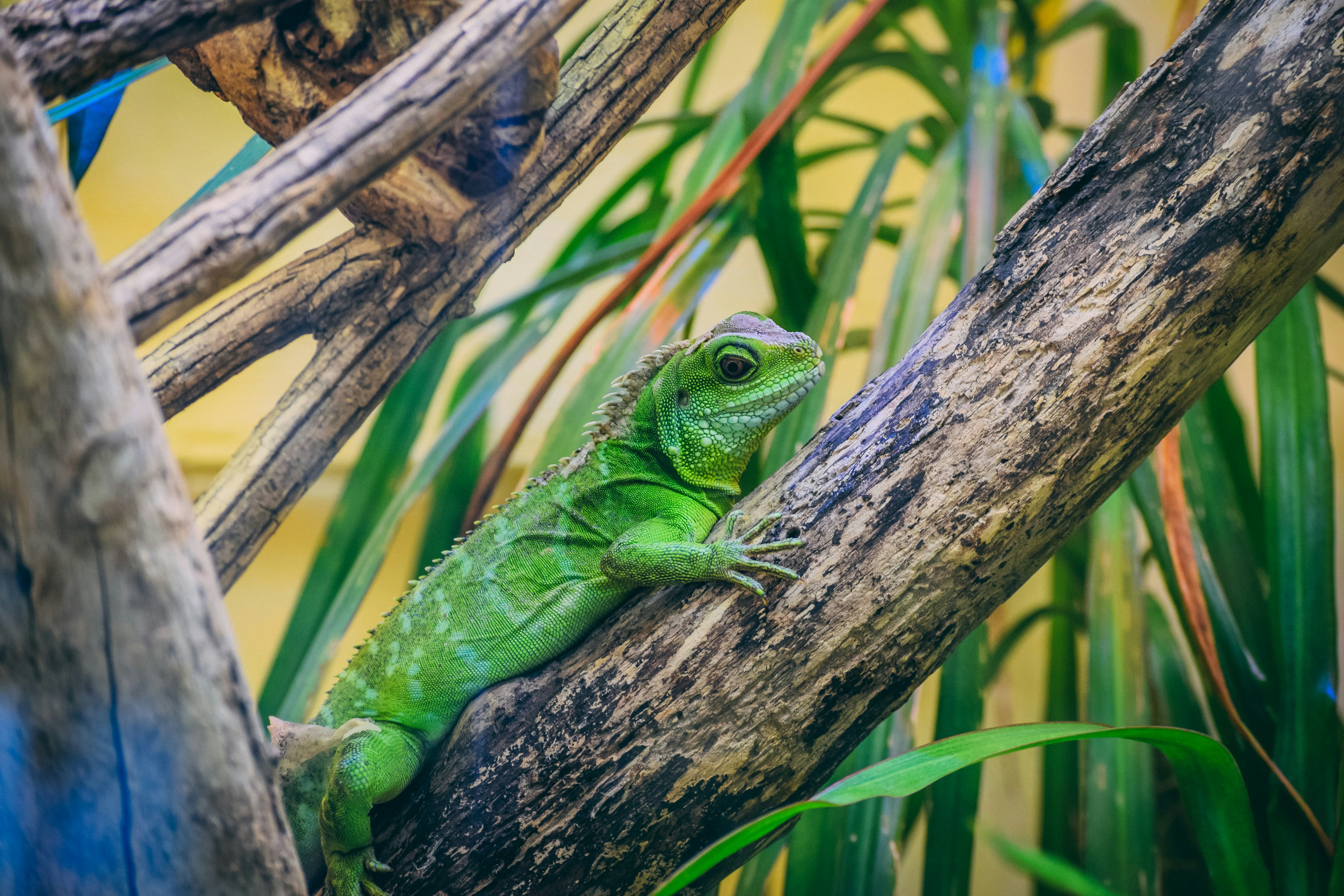 Photo by pkprasad1996