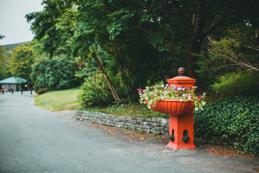 red and white flowers in brown pot