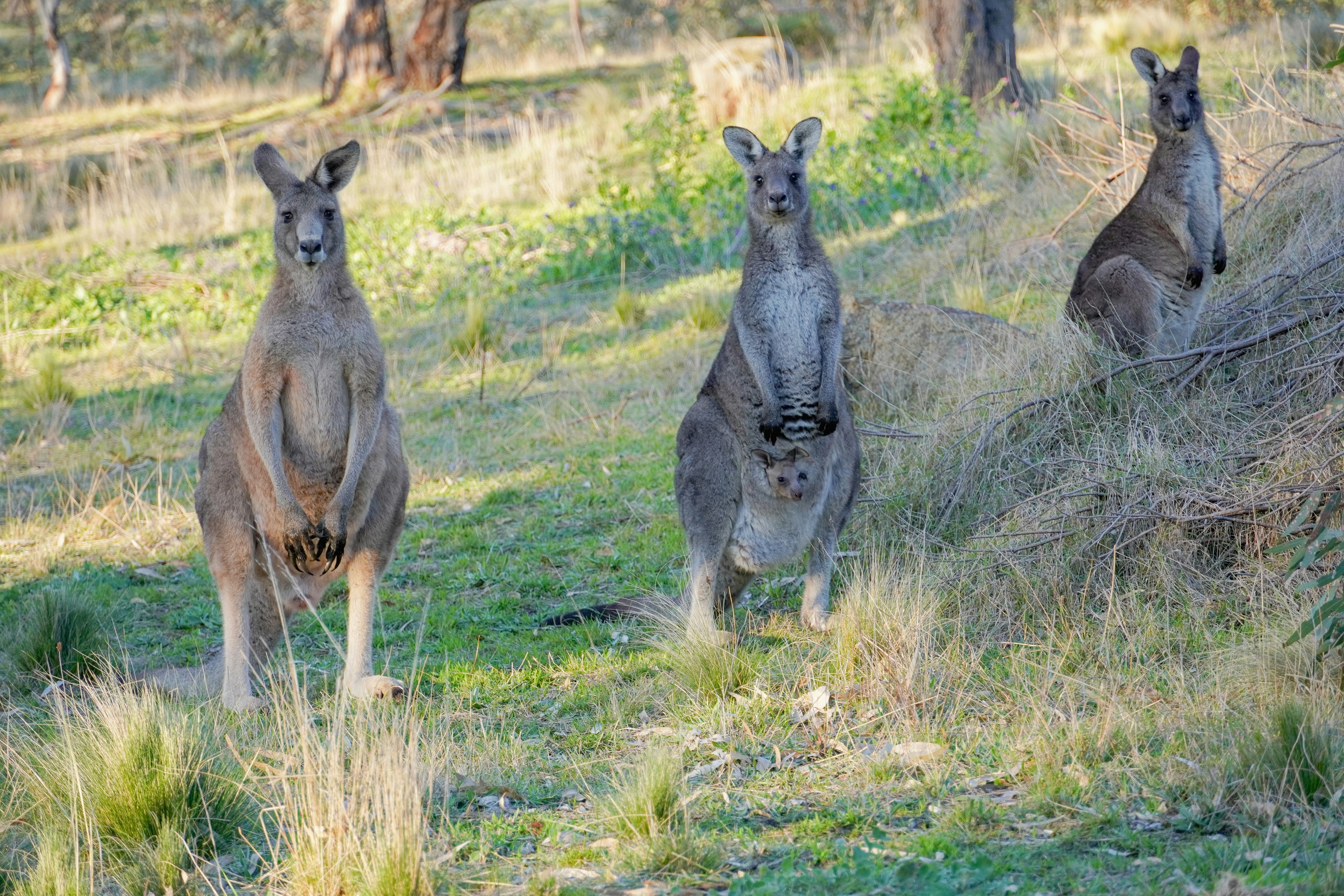 Gray kangaroo on green grass field during daytime photo – Free Animals Image on Unsplash